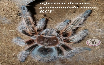 grammostola rosea RCF MALE tarantula